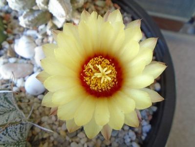 Astrophytum asterias hb.