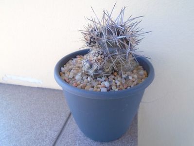 Austrocactus patagonicus