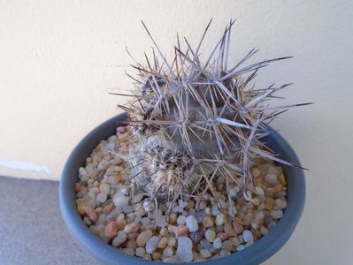 Austrocactus patagonicus