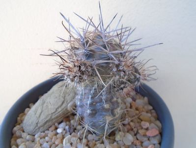 Austrocactus patagonicus