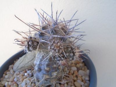 Austrocactus patagonicus