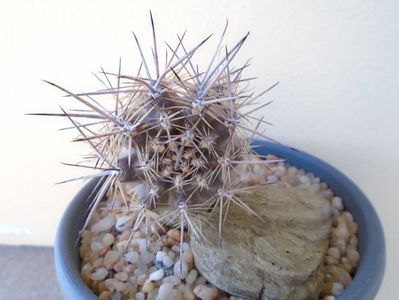 Austrocactus patagonicus