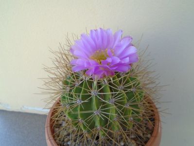 Acanthocalycium spiniflorum