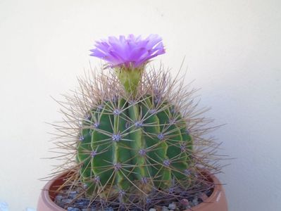 Acanthocalycium spiniflorum