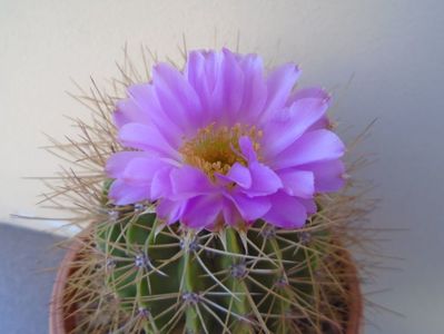 Acanthocalycium spiniflorum