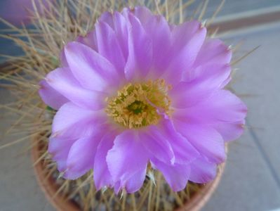 Acanthocalycium spiniflorum