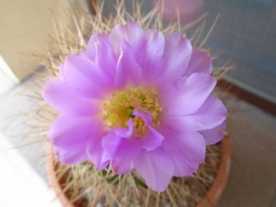 Acanthocalycium spiniflorum