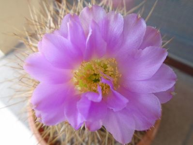 Acanthocalycium spiniflorum