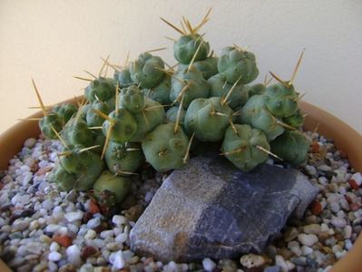 Cumulopuntia rossiana