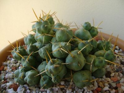 Cumulopuntia rossiana