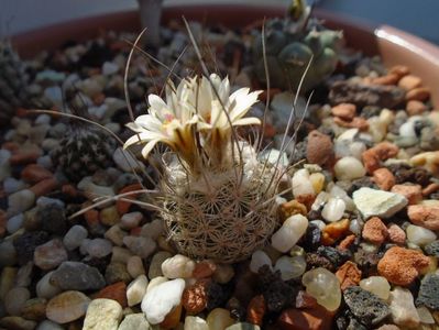 Turbinicarpus dickisoniae