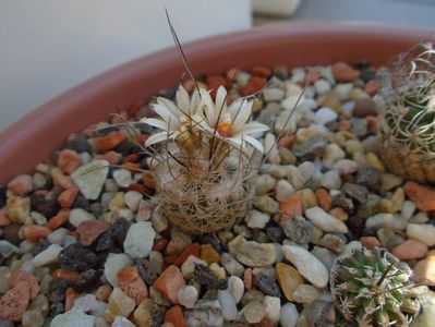 Turbinicarpus dickisoniae