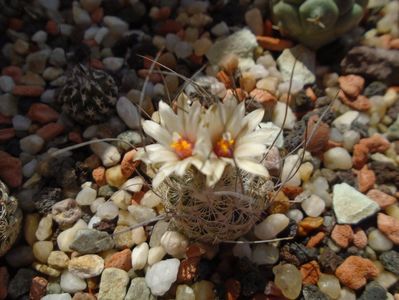 Turbinicarpus dickisoniae