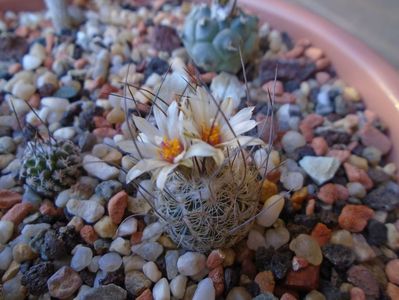 Turbinicarpus dickisoniae