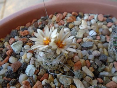 Turbinicarpus dickisoniae