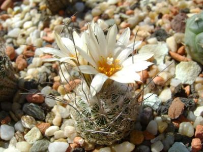 Turbinicarpus dickisoniae