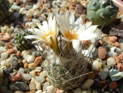 Turbinicarpus dickisoniae