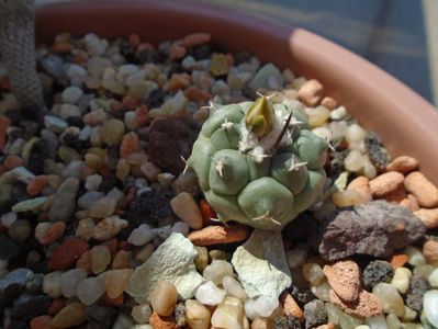 Turbinicarpus lophophoroides