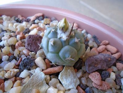 Turbinicarpus lophophoroides