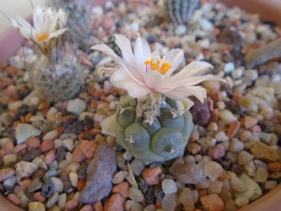 Turbinicarpus lophophoroides