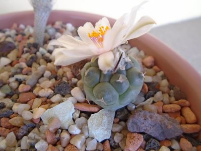 Turbinicarpus lophophoroides