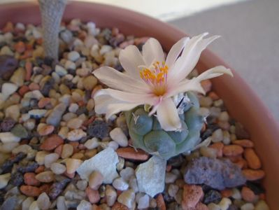 Turbinicarpus lophophoroides