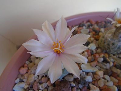 Turbinicarpus lophophoroides