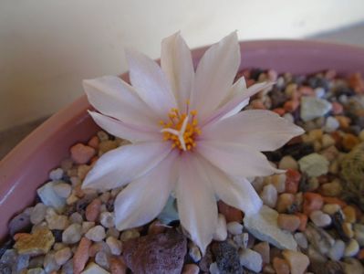 Turbinicarpus lophophoroides