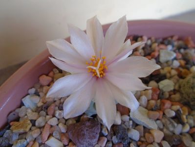 Turbinicarpus lophophoroides