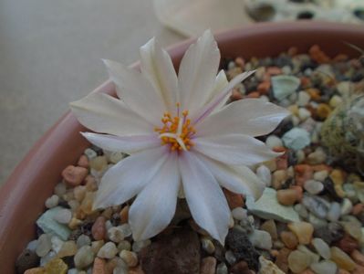 Turbinicarpus lophophoroides