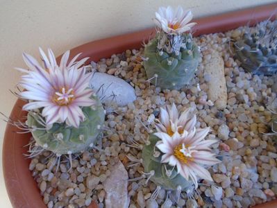 Grup de 3 Turbinicarpus hb.