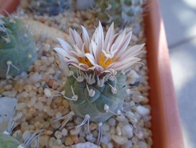 Turbinicarpus hb.