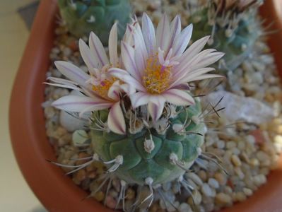 Turbinicarpus hb.