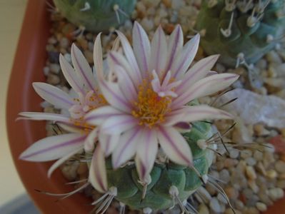 Turbinicarpus hb.