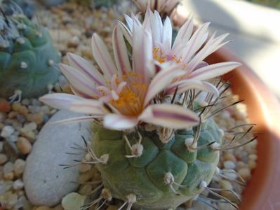 Turbinicarpus hb.