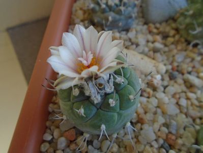 Turbinicarpus hb.