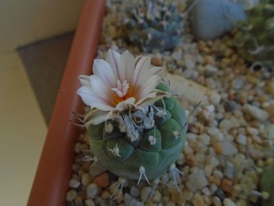 Turbinicarpus hb.