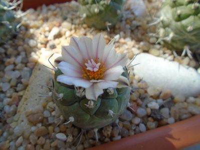 Turbinicarpus hb.