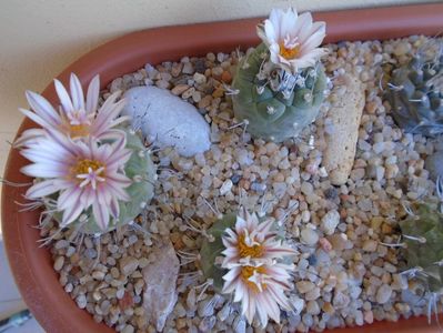 Grup de 3 Turbinicarpus hb.