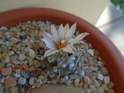 Turbinicarpus klinkerianus