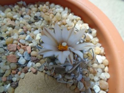 Turbinicarpus klinkerianus