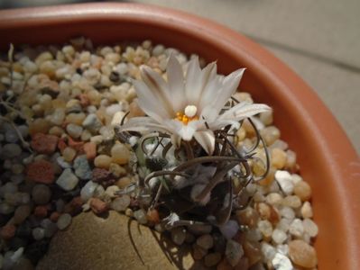 Turbinicarpus klinkerianus