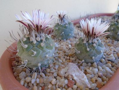 Grup de 3 Turbinicarpus hb.