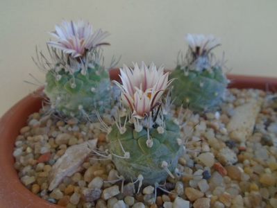 Grup de 3 Turbinicarpus hb.