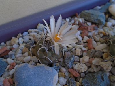 Turbinicarpus pachystele