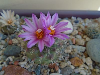 Turbinicarpus viereckii