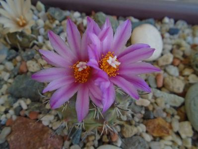 Turbinicarpus viereckii