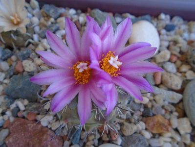 Turbinicarpus viereckii