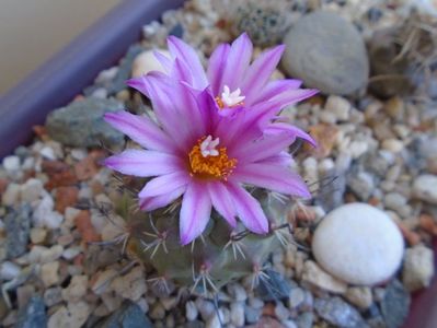 Turbinicarpus viereckii