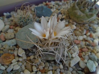 Turbinicarpus macrochele v. kupcakii